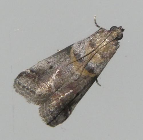 Réf. 307 625 : Acrobasis sp.